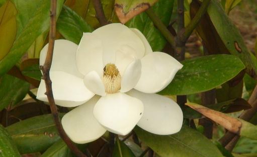 橡皮树的养殖方法-橡皮树的特征