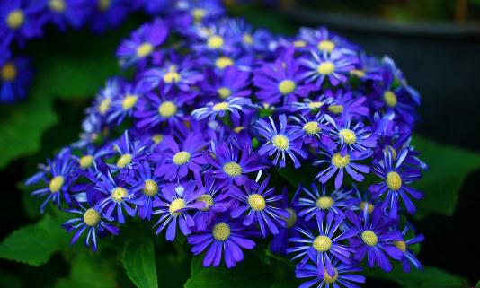 瓜叶菊是怎样的？瓜叶菊的养护方法