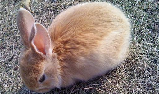 公主兔的简介-公主兔是什么？